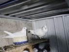Pigeons