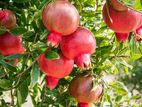 Indian Pomegranate
