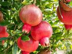 Indian Pomegranate Plant