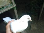 Indian Pigeons