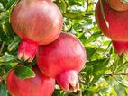 Indian Red Angle Pomegranates