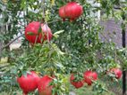 Indian Red Pomegranate Plants