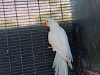 White Parrot