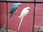 Indian Ring Neck Blue Birds