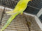 Indian ring neck
