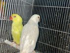 INDIAN RING NECK