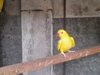 Indian Ring Neck