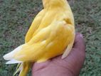 Yellow Parrot