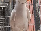 Indian Ring Neck Grey Lace wing