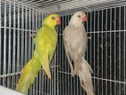 Indian Ring Neck Mutation Pair