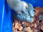 Indian Ring Neck Parrot Chicks