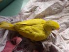 Indian Ring Neck Parrot
