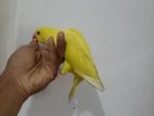 Yellow Ring Neck Parrot