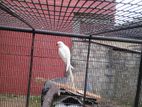 Indian Ring Neck White Birds