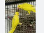 Indian Ringnecks