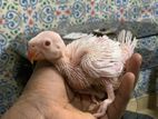 Indian Ringneck Chicks
