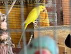 Indian Ringneck