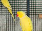 Indian Ringneck Bird