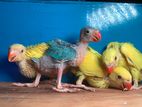 Indian Ringneck Parrot Chicks