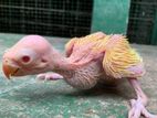 Yellow Ringneck Baby Chicks