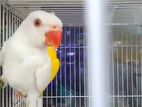 Indian Ringneck Parrot