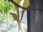 Indian Ringneck Parrots