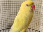 Indian Ringneck Yellow