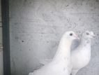 Pigeons
