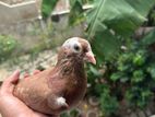 Pigeon