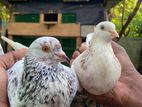 Indian Timing Pair Pigeon