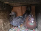 Indian Timing Pigeons