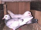 Indian Timing Pigeons