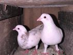 Indian Timing Pigeons