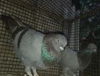 Indian Timing Pigeons