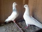 Indian timing Pigeons