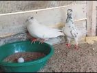 Pigeon