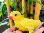 Indian Yellow Ring Neck Chicks