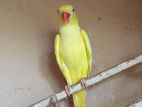 Indian Yellow Ring Neck