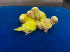 Indian Yellow Ring Neck Chicks