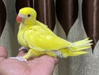 Indian Yellow Ring Neck