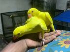 Indian Yellow Ringneck Chick