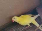 Indian Yellow Ringneck