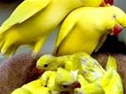 Indian Yellow Ringneck