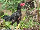 Farm Rooster