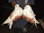 Pigeons