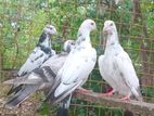 Pigeon