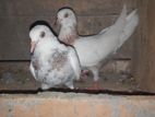 Pigeons