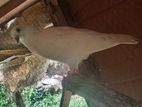 Indiyan pigeon
