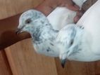Indiyan pigeons