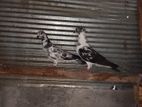 Pigeon